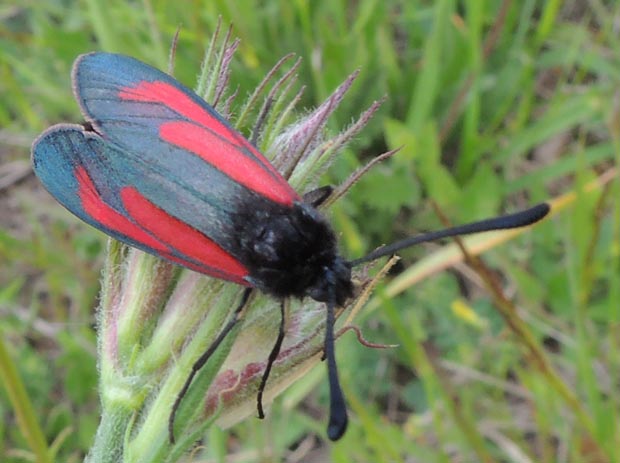 vretienka dúšková Zygaena purpuralis