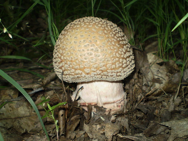 muchotrávka červenkastá Amanita rubescens Pers.