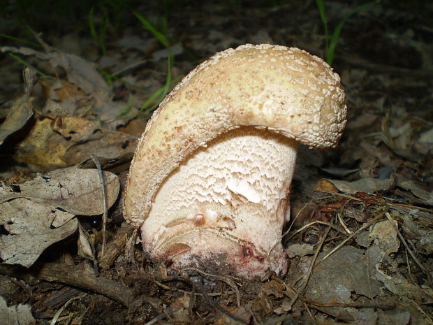 muchotrávka červenkastá Amanita rubescens Pers.