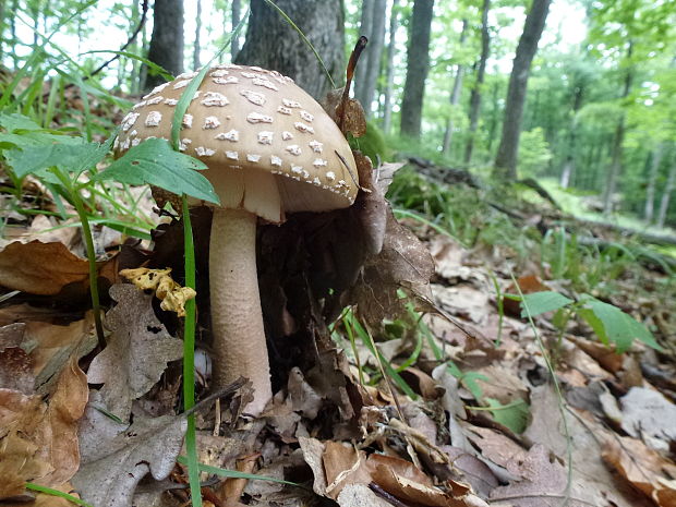 muchotrávka červenkastá Amanita rubescens Pers.