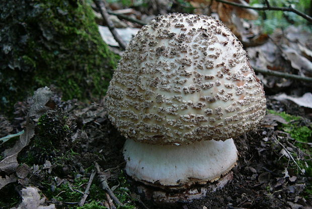 muchotrávka červenkastá Amanita rubescens Pers.