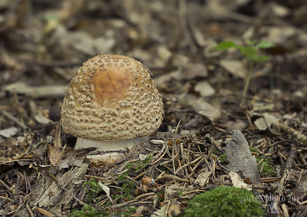 muchotrávka červenkastá Amanita rubescens Pers.