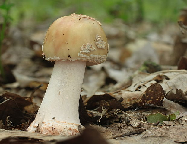 muchotrávka červenkastá Amanita rubescens Pers.