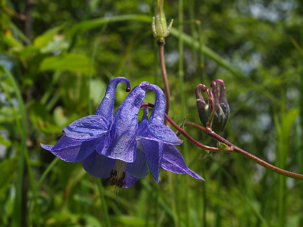 orlíček obyčajný Aquilegia vulgaris L.