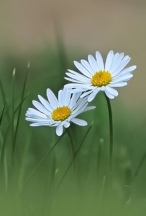 sedmokráska obyčajná Bellis perennis L.