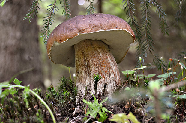 hríb smrekový Boletus edulis Bull.