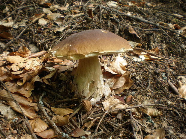 hríb smrekový Boletus edulis Bull.