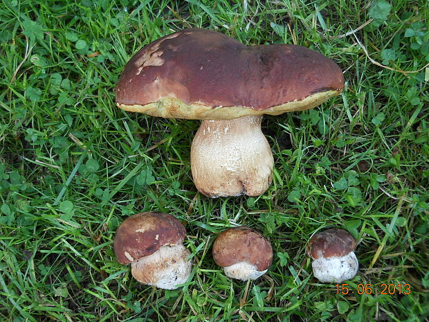 hríb sosnový Boletus pinophilus Pil. et Dermek in Pil.