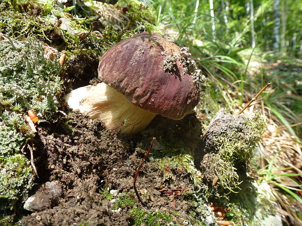 hríb sosnový Boletus pinophilus Pil. et Dermek in Pil.