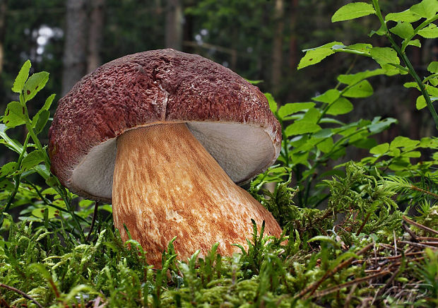 hríb sosnový Boletus pinophilus Pil. et Dermek in Pil.