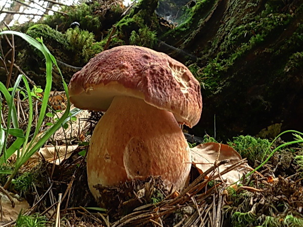 hríb sosnový Boletus pinophilus Pil. et Dermek in Pil.