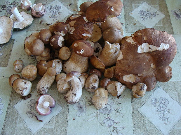 hríb dubový Boletus reticulatus Schaeff.