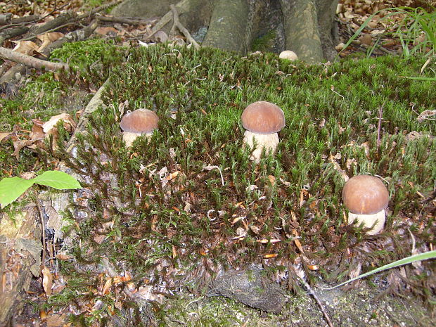 hríb dubový Boletus reticulatus Schaeff.