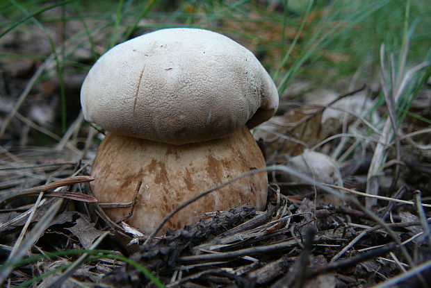 hríb dubový Boletus reticulatus Schaeff.