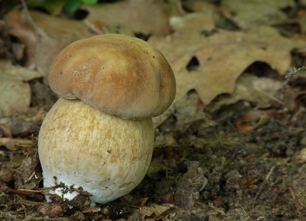 hríb dubový Boletus reticulatus Schaeff.