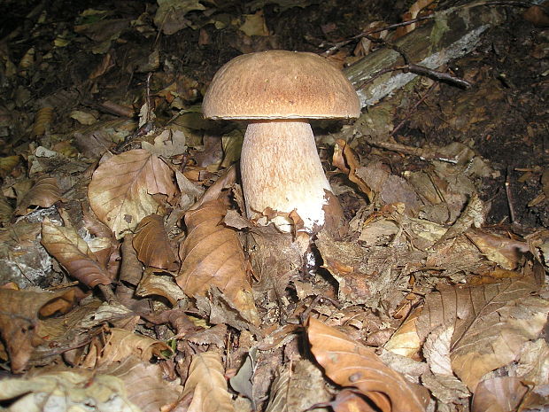 hríb dubový Boletus reticulatus Schaeff.