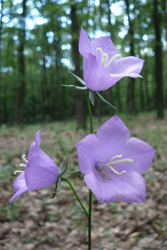 zvonček broskyňolistý Campanula persicifolia L.