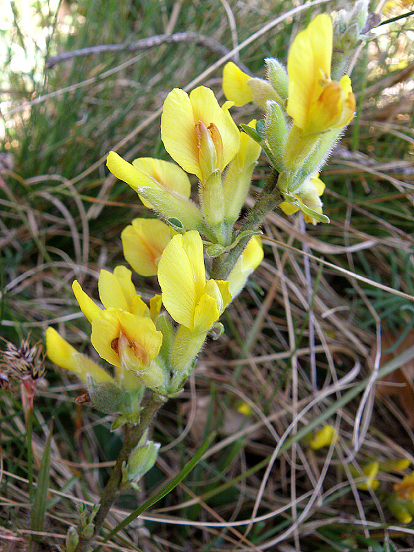 zanoväť trojkvetá / čilimník chlupatý Chamaecytisus hirsutus (L.) Link