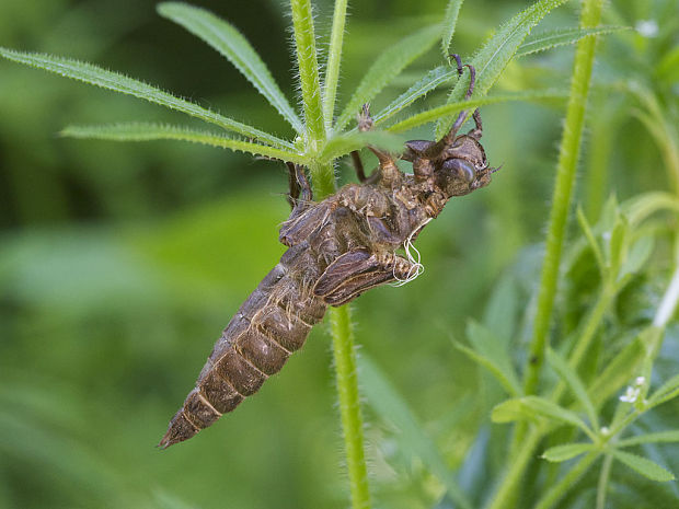 pásikavec Cordulegaster cf. bidentata