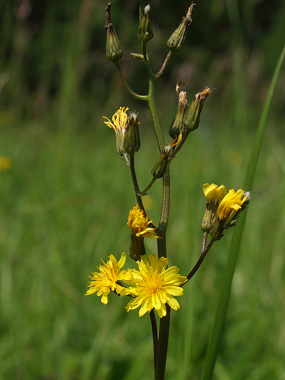 škarda odhryznutá Crepis praemorsa (L.) Tausch