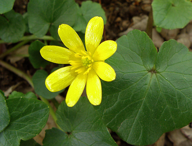 blyskáč cibuľkatý / orsej hlíznatý Ficaria bulbifera Holub