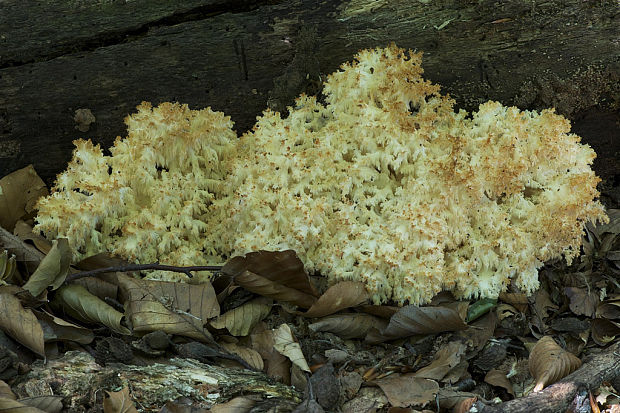 koralovec bukový Hericium coralloides (Scop.) Pers.