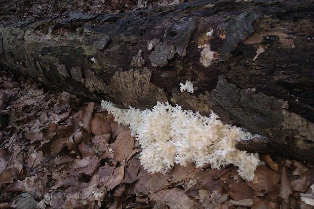 koralovec bukový Hericium coralloides (Scop.) Pers.