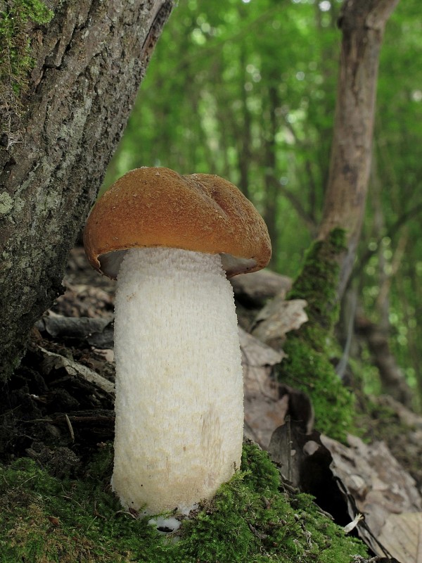 kozák osikový Leccinum albostipitatum den Bakker & Noordel.