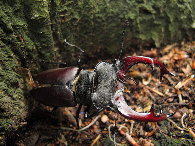 roháč veľký Lucanus cervus