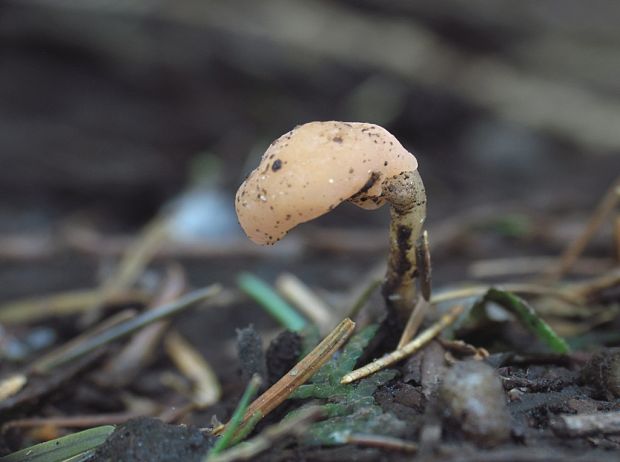 čiapočka močiarna  ?? Mitrula paludosa Fr.