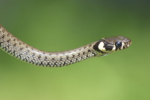 užovka obyčajná Natrix natrix