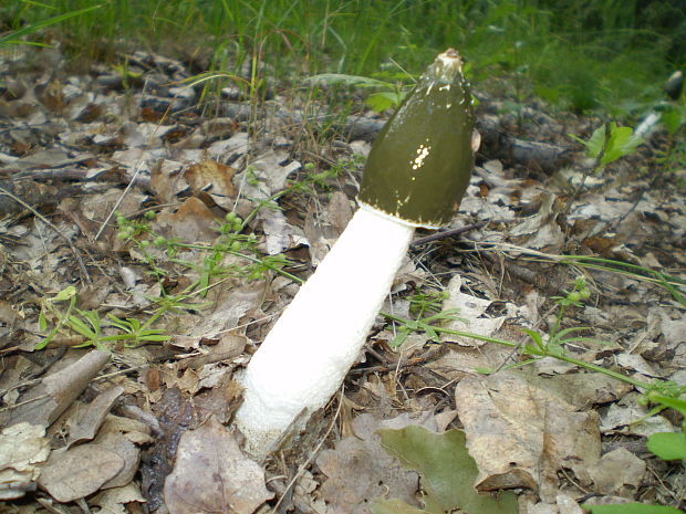 hadovka smradľavá dvojitá Phallus impudicus var. pseudoduplicatus O. Andersson