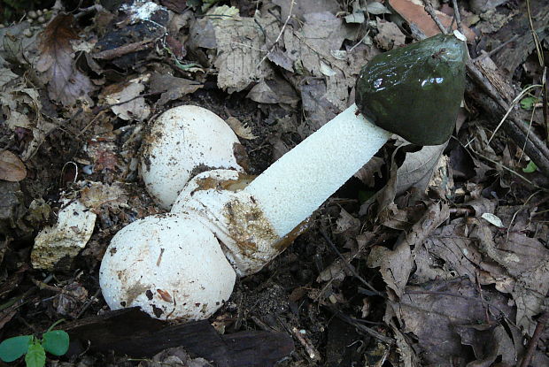 hadovka smradľavá Phallus impudicus L.