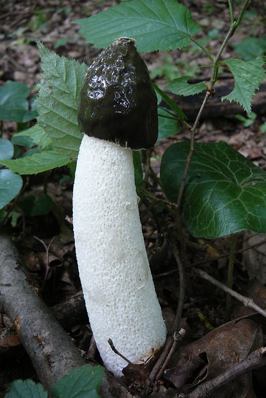 hadovka smradľavá Phallus impudicus L.