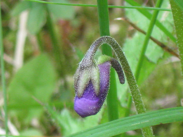 tučnica obyčajná Pinguicula vulgaris L.