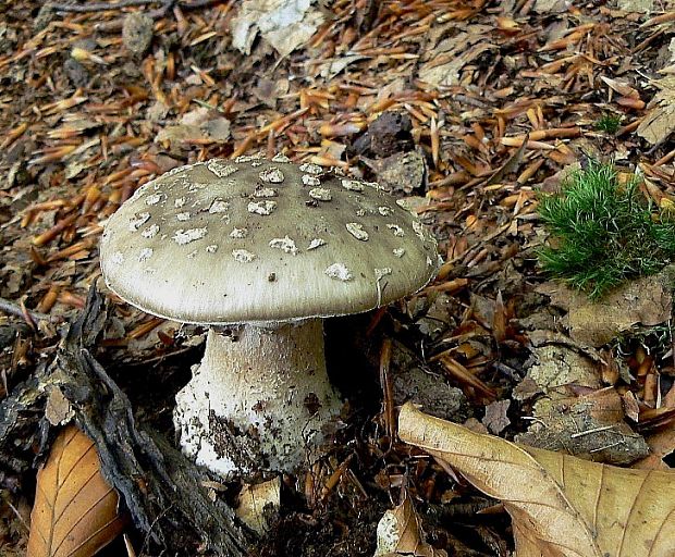 muchotrávka hrubá Amanita excelsa (Fr.) Bertill.