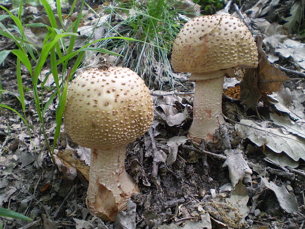 muchotrávka červenkastá Amanita rubescens Pers.