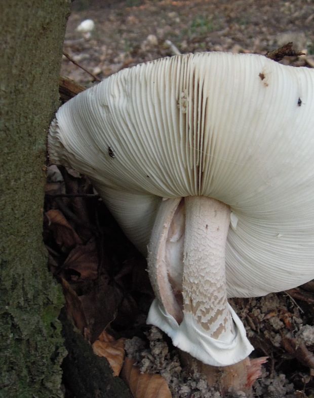 muchotrávka červenkastá Amanita rubescens Pers.