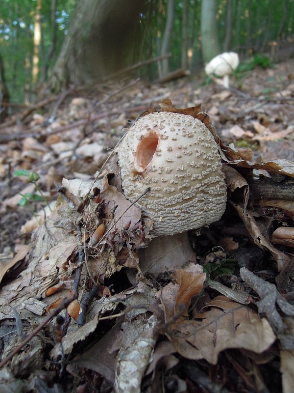 muchotrávka červenkastá Amanita rubescens Pers.