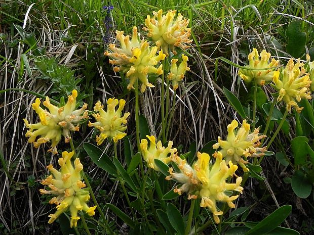 bôľhoj lekársky Anthyllis vulneraria L.