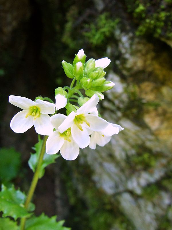 arábka alpínska  Arabis alpina L.