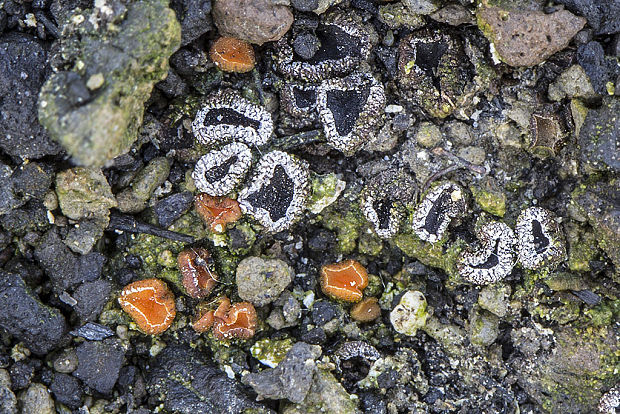 askobol spáleniskový Ascobolus carbonarius P. Karst