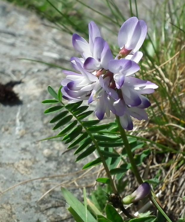 kozinec alpínsky Astragalus alpinus L.