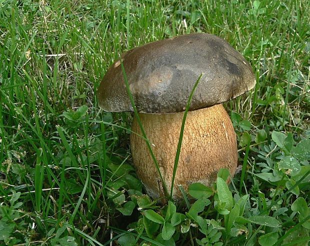 hríb bronzový Boletus aereus Bull. ex Fr.