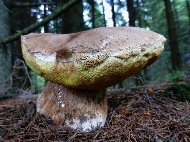 hríb smrekový Boletus edulis Bull.