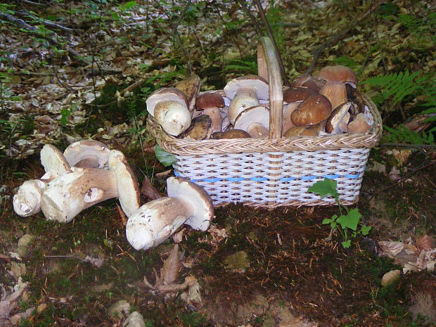 hríb dubový Boletus reticulatus Schaeff.