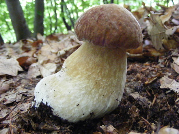 hríb dubový Boletus reticulatus Schaeff.