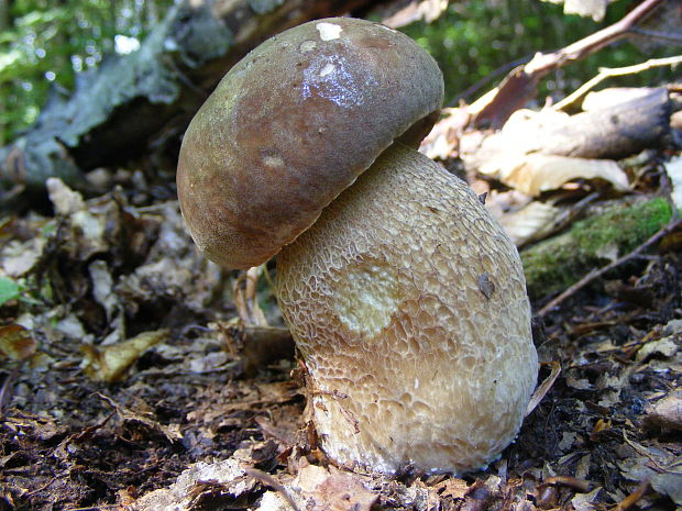 hríb dubový Boletus reticulatus Schaeff.