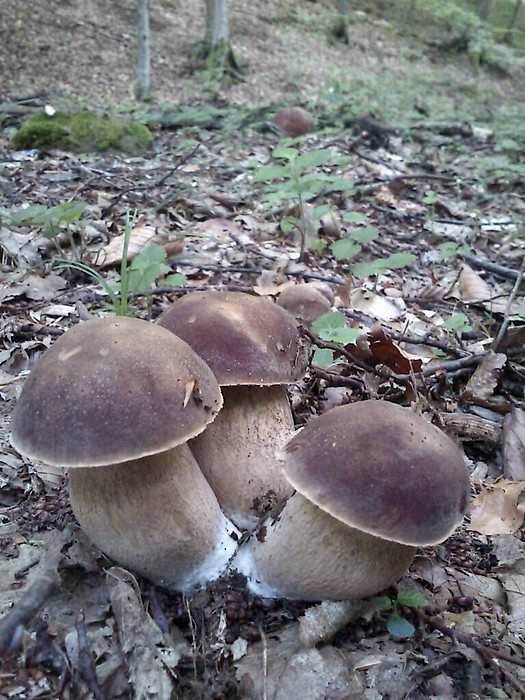 hríb dubový Boletus reticulatus Schaeff.