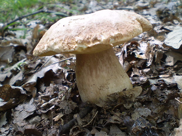 hríb dubový Boletus reticulatus Schaeff.